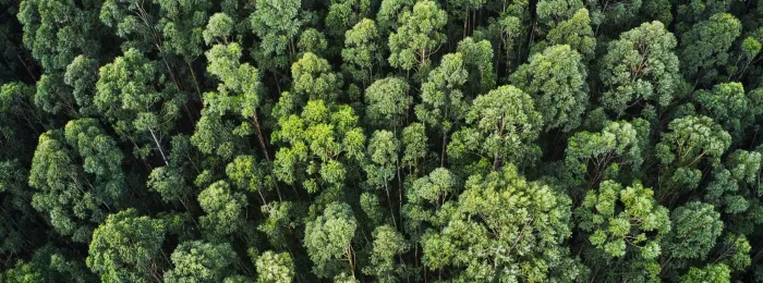 overhead-aerial-shot-thick-forest-with-beautiful-trees-greenery.jpg